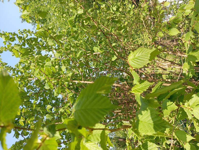 Corylus americana